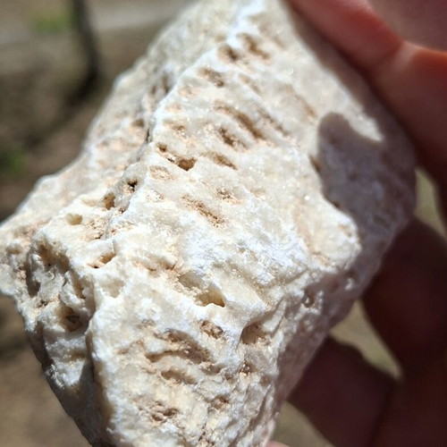 Fossilized coral from northern Evros, new