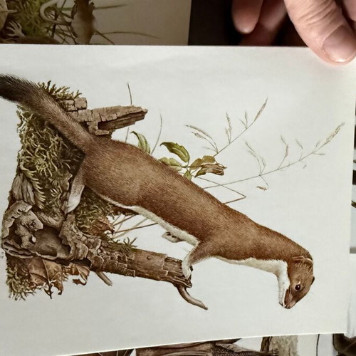 Artis Historia Vintage Mammals Illustration Lot, 120 Prints, 1971