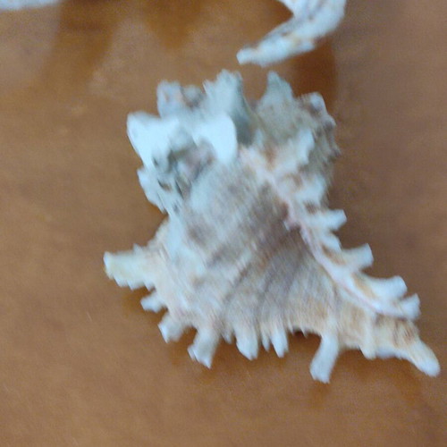 Natural seashells like new, large spider shell and smaller one