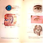 Πανεπιστημιακό βιβλίο ιατρικής (σκληρόδετο). Ι.Δ. Βλάχος: Κεντρικό νευρικό σύστημα και αισθητήρια