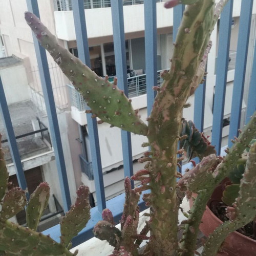 Opuntia Jamaicensis cactus used with pot