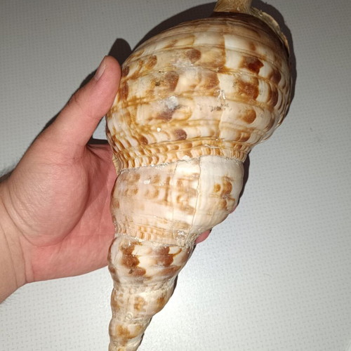 Large sea shell like new
