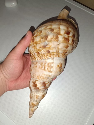 Large sea shell like new