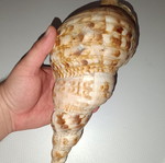 Large sea shell like new