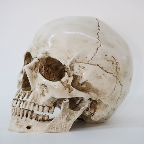 Skull handmade, accurate medical replica, new