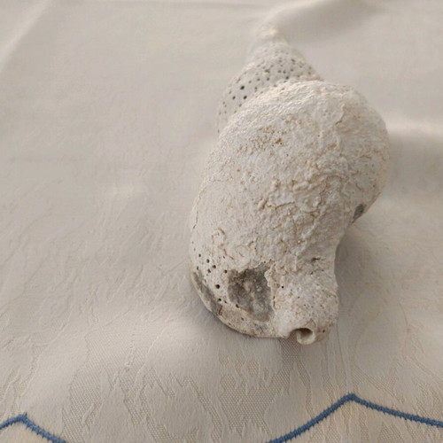 Triton sea shell used, old