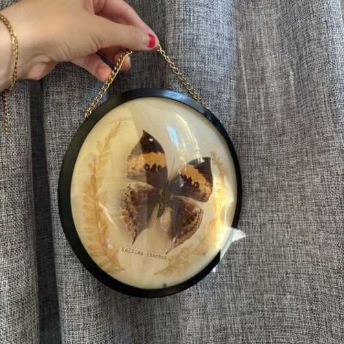 Kallima Inachus Butterfly wall decoration used with gold chain