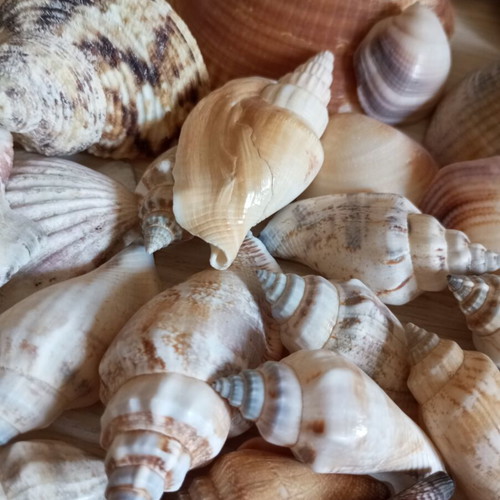 Natural seashell collection, various sizes and shapes, 2kg