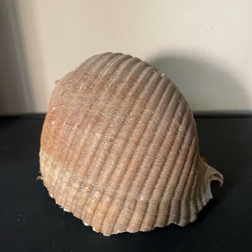 Sea shell Bouhona used, medium size Tonna Galea