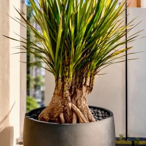 Dracaena marginata plant new, unique natural sculpture 25+ years old