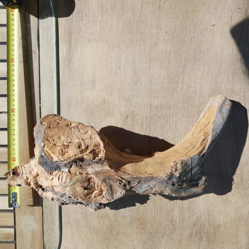 Olive wood new for terrarium and decoration