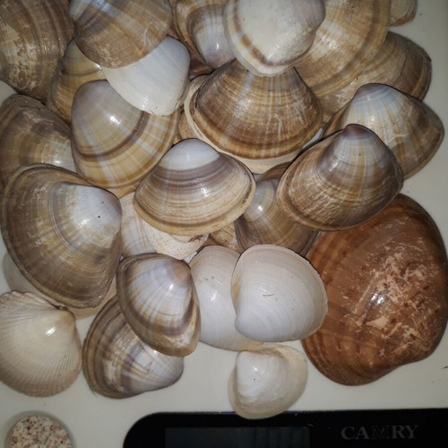 Seashells used, assorted 100gr