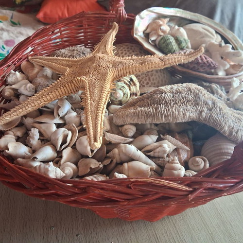 Basket with seashells like new