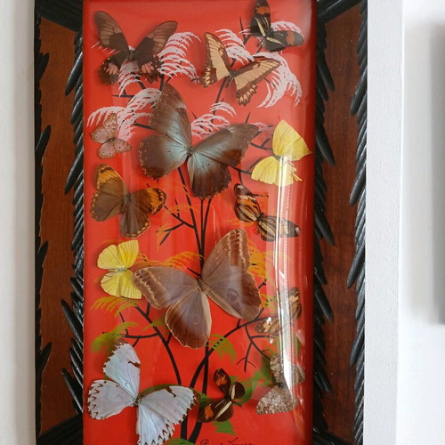 Vintage Brazilian framed butterflies like new