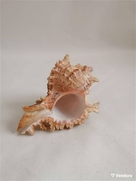  kochilia Marine Sea Decoration 11,5 cm Big Conch Natural Ornaments Shell