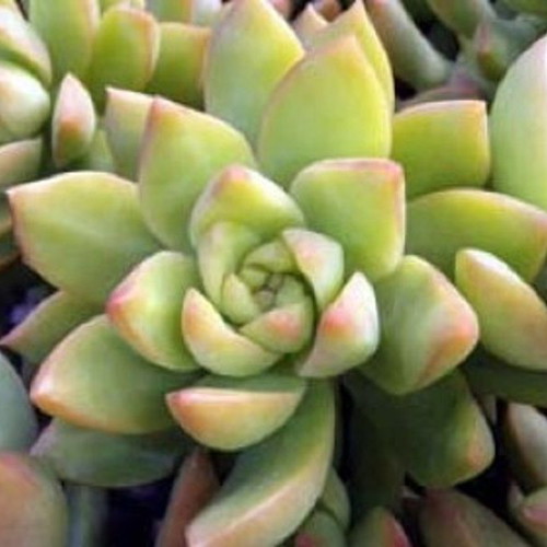 Sedum Ji Qiu Li succulent seeds, gold pink, pack of 25