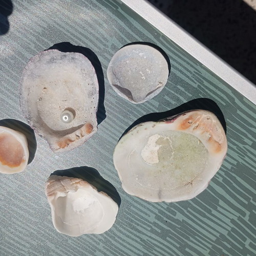 Small collection of seashells and one small pearl