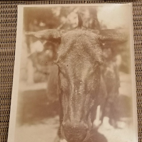 Penteli 1921 vintage photos set of 4 used