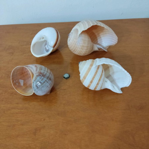 Natural shells like new, pack of 4 large