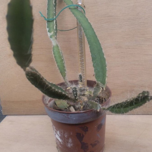 Cactus producing dragon fruit, 25 cm, new