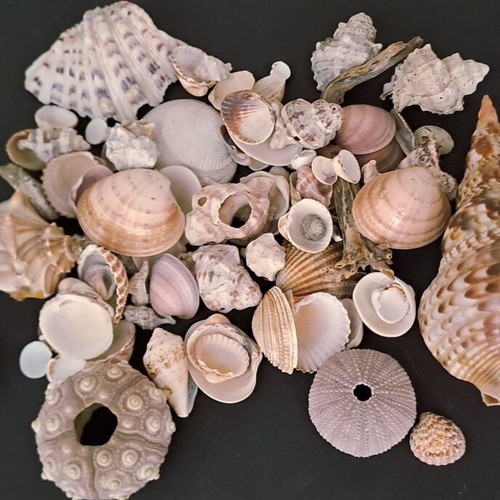 Collection of natural seashells like new, 2 kg with vase