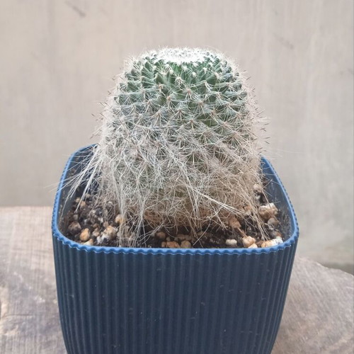 Notocactus graessneri albisetus cactus in blue plastic pot new