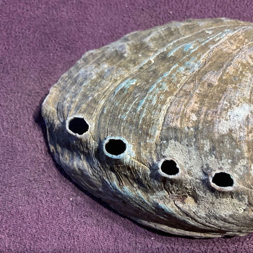 Large abalone shell with snail new