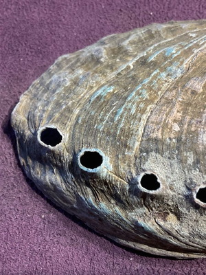 Large abalone shell with snail new