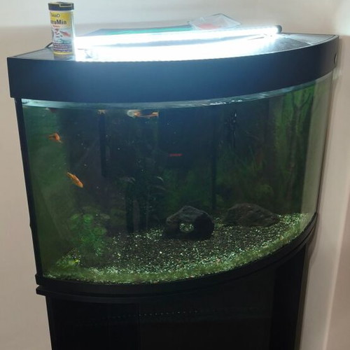 Corner aquarium 160 liters with fish, complete setup
