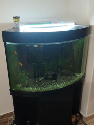 Corner aquarium 160 liters with fish, complete setup