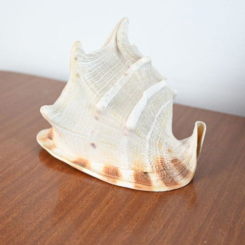 Spider Conch Shell used, natural decorative piece 15 cm