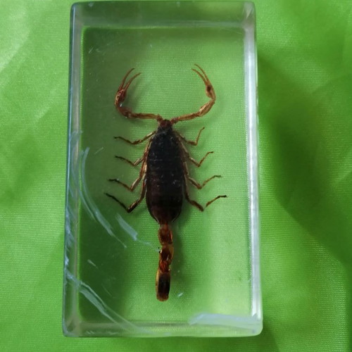 Scorpion in resin glass collectible used