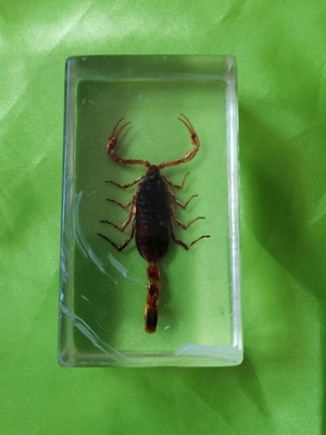 Scorpion in resin glass collectible used