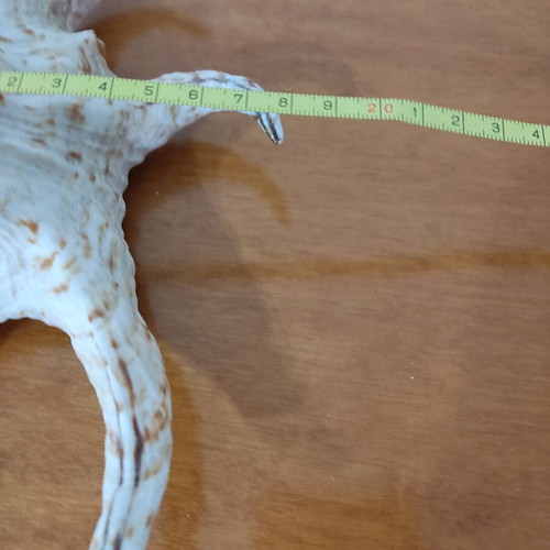 Natural seashells like new, large spider shell and smaller one