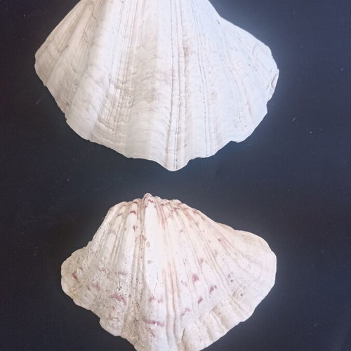 Set of 2 Decorative Natural Seashells Hippopus hippopus like new
