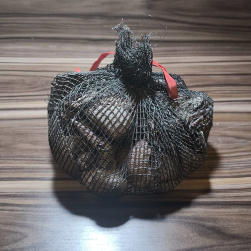 Large natural decorative seashells set with net
