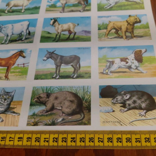 Collectible animal card by REKOU editions, 1960s, new