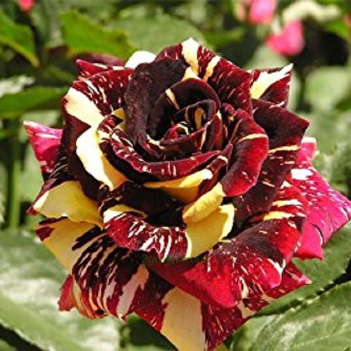 Black Dragon bicolor rose seeds, pack of 25