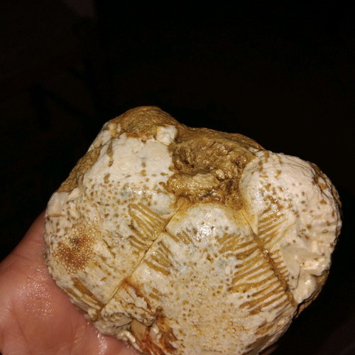 Sea Urchin Fossil used from Crete