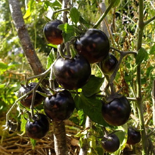 Indigo Rose Russian Black Tomato Seeds, pack of 20