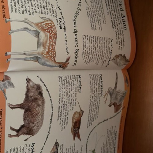 Metamfiesmena Zoa children's book