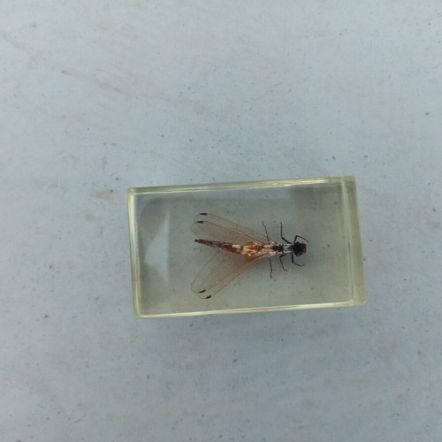 Asian Dragonfly collectible from National Geographic like new with book and tag
