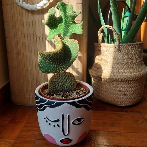 Opuntia Microdasys Monstrose cactus new