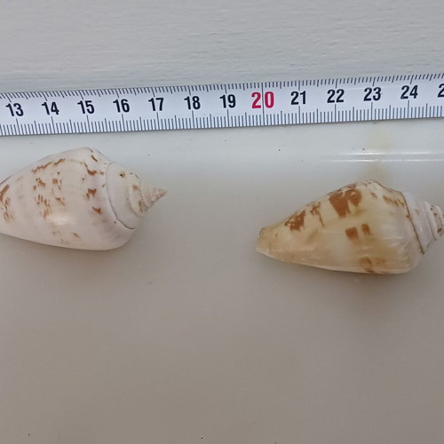 Shells new, set of 2 pieces, sizes 53 and 51 mm