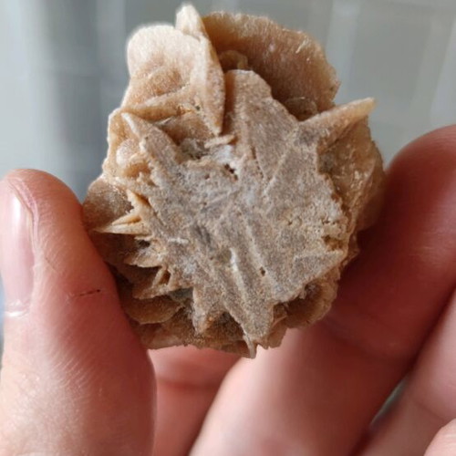 Desert Rose new