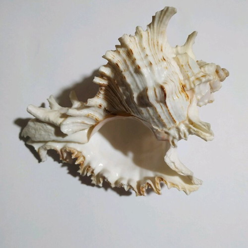Murex Chicoreus shell like new, 12 cm length