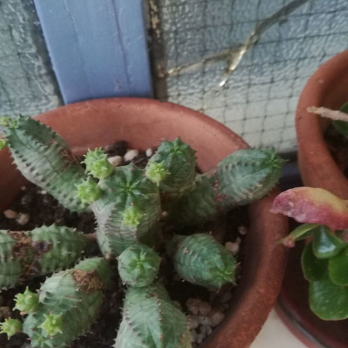 Cactus small used with two offsets