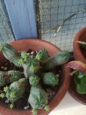 Cactus small used with two offsets