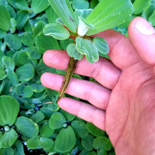 Floating Perennial Aquatic Plant for Aquarium or Pond