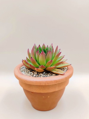 Echeveria agavoides παχύφυτο σε κεραμική γλάστρα